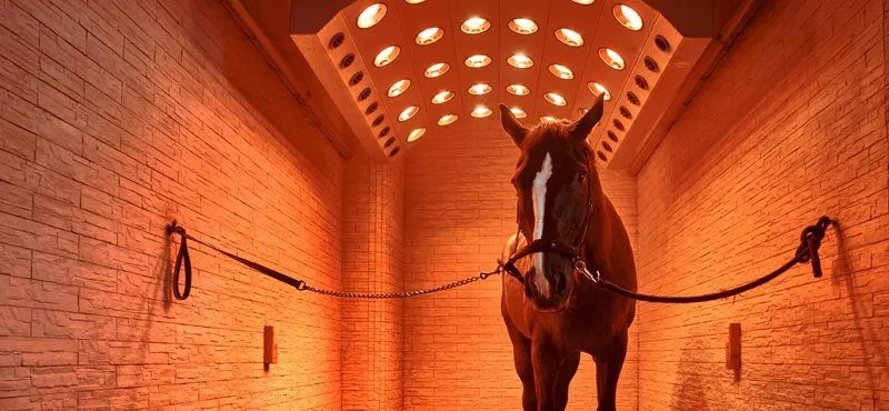 paarden solarium